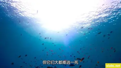 亚洲第一成年免费网站剧照1